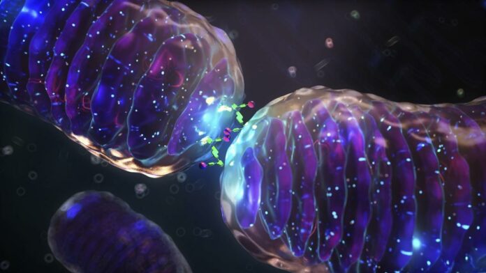 mitochondria-sixteen_ninejpg