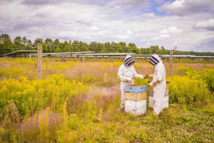 EnelGreenPower_SolarBeekeeping_BareHoney1-1200x800jpg
