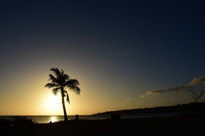 palm-tree-g1d1c78e4b_1920-1200x800jpg